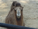 Camel 2